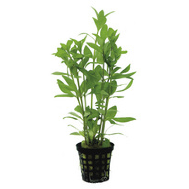 6x Hygrophila Polysperma